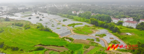 發展現代農業 助推鄉村振興.jpg