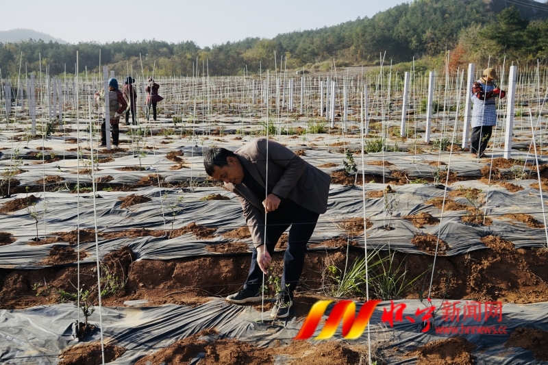 種植金銀花 荒山變“金山”.JPG