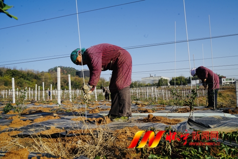 種植金銀花 荒山變“金山”3.JPG